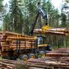 Buffalo forwarder